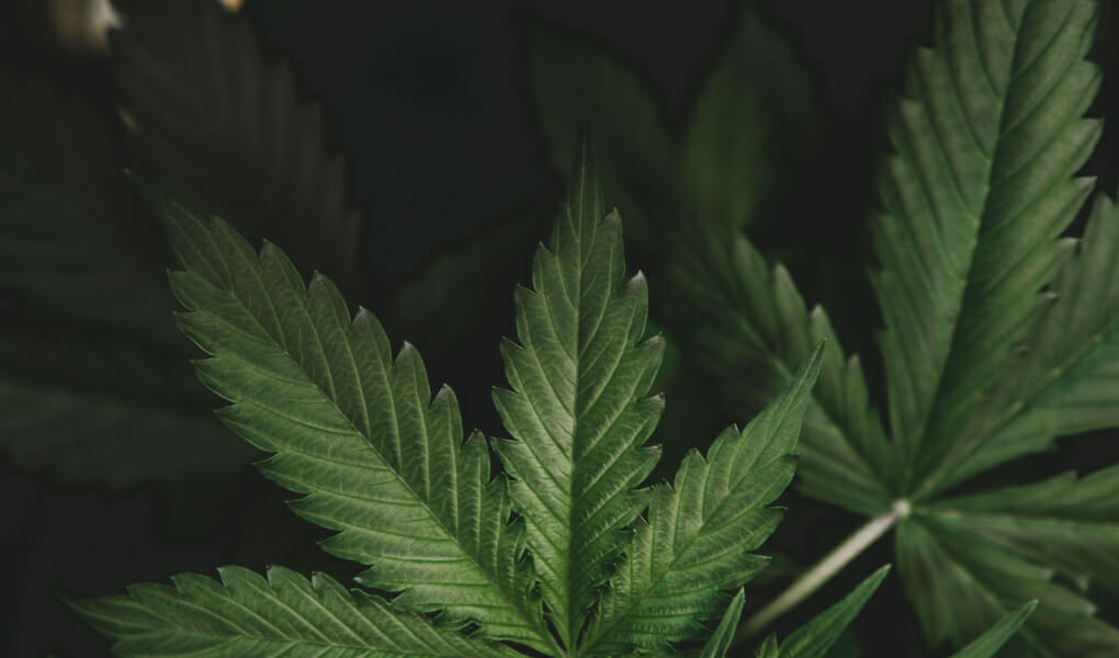 Is CBD Legal in Iowa_ CBD Laws in Iowa 2023