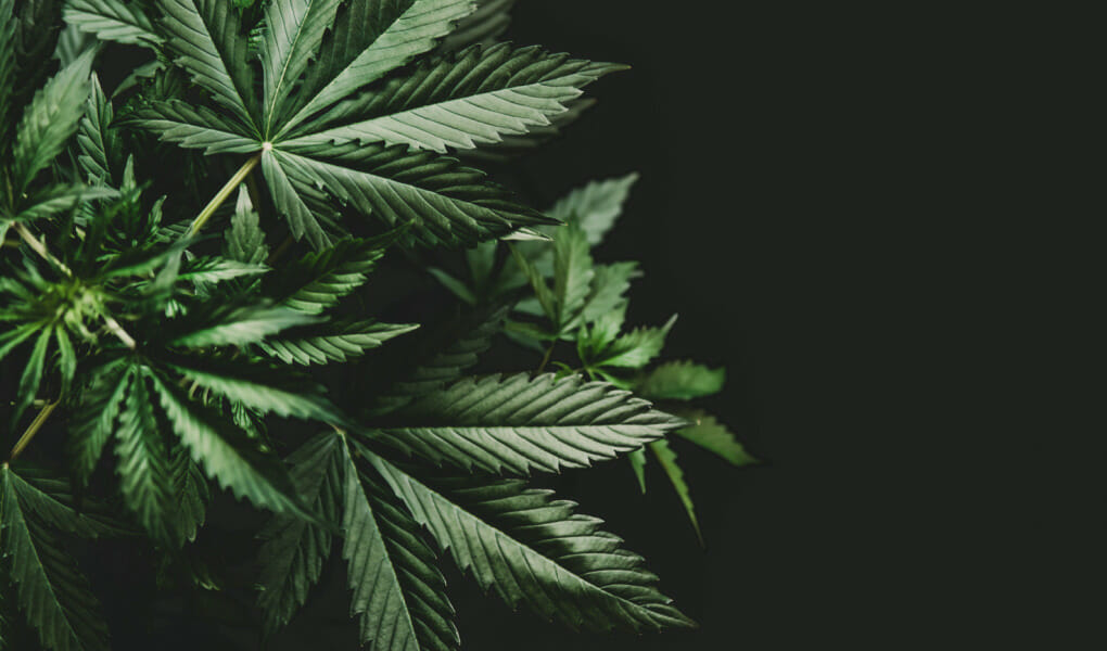Understanding-Idaho_s-Marijuana-and-CBD-Laws_-A-2023-Overview