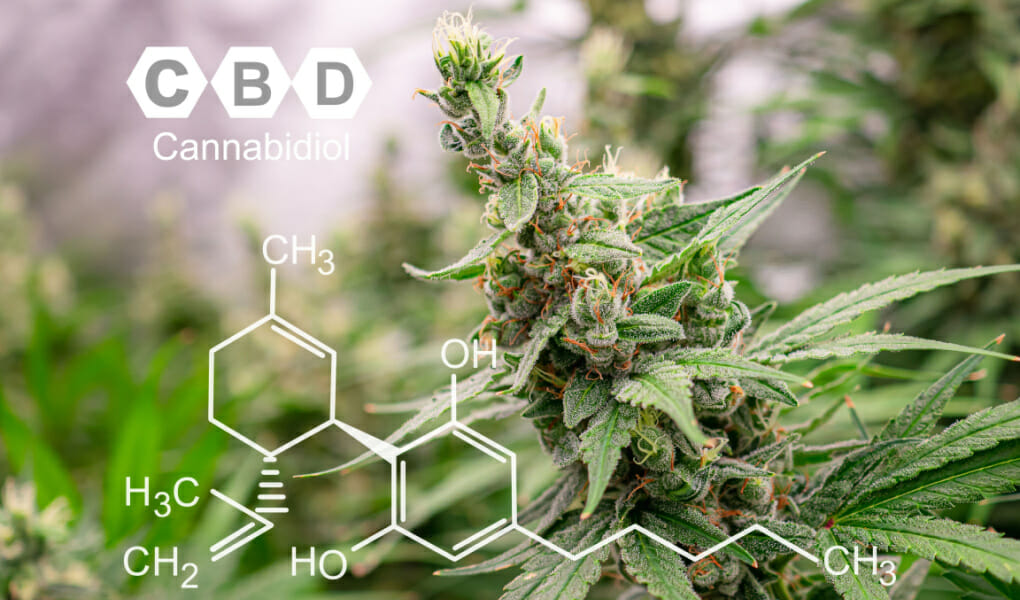 Is CBD Legal in Pennsylvania 2023_ A Comprehensive Guide to CBD Laws, Where to Buy, and More