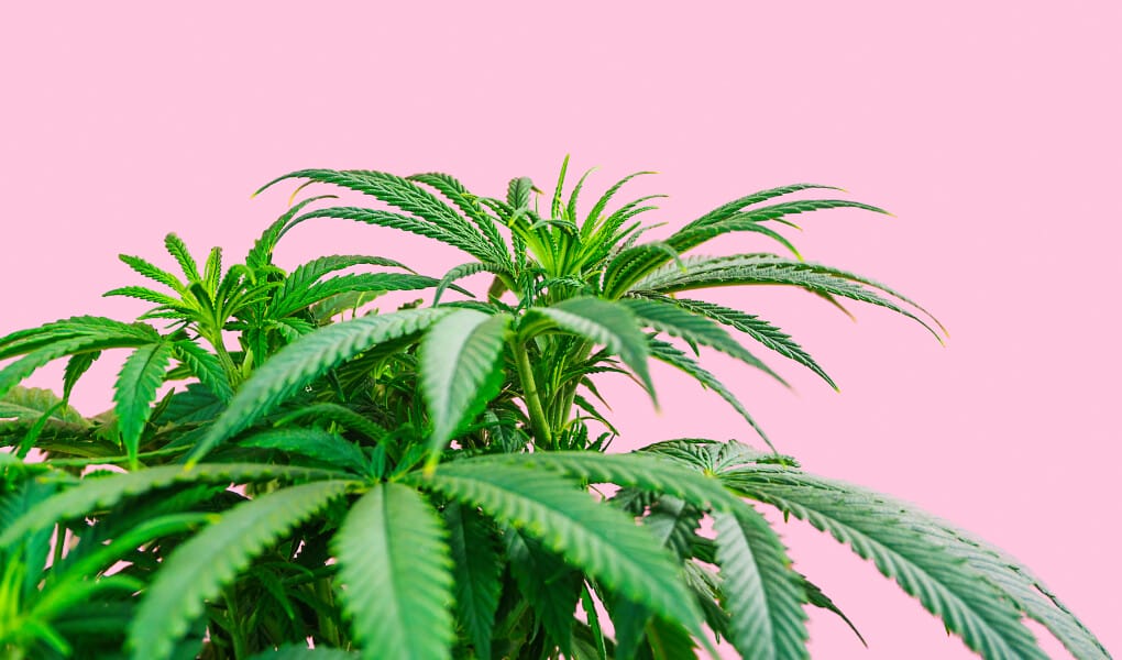 Is THC Legal in Georgia 2024