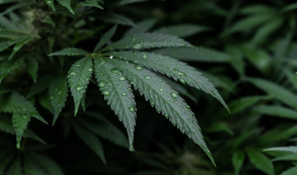 Is CBD Legal in New Mexico 2024