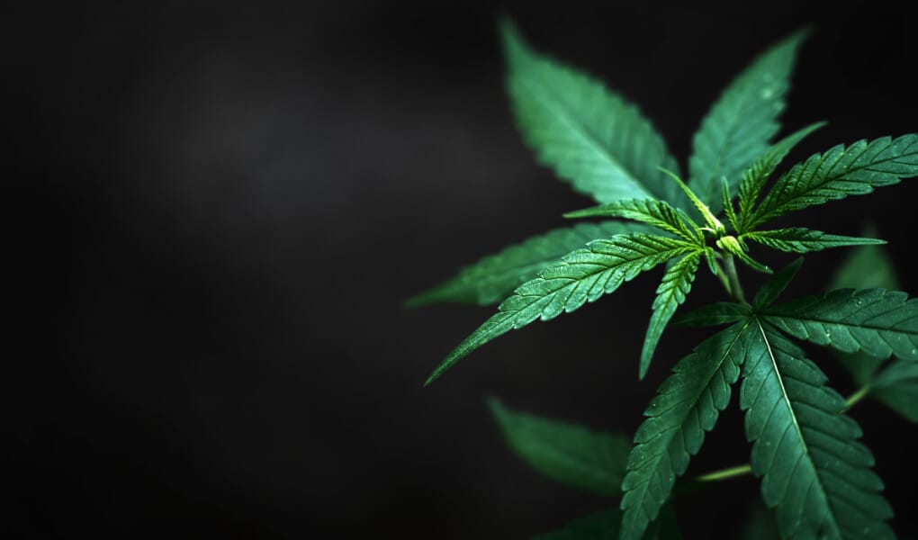 CBD Oil in Alabama Is It Legal and Where to Buy in 2024