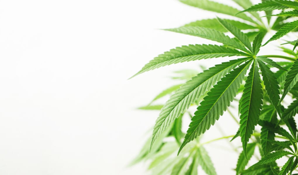 CBD Oil in Alaska Is It Legal and Where to Buy in 2024